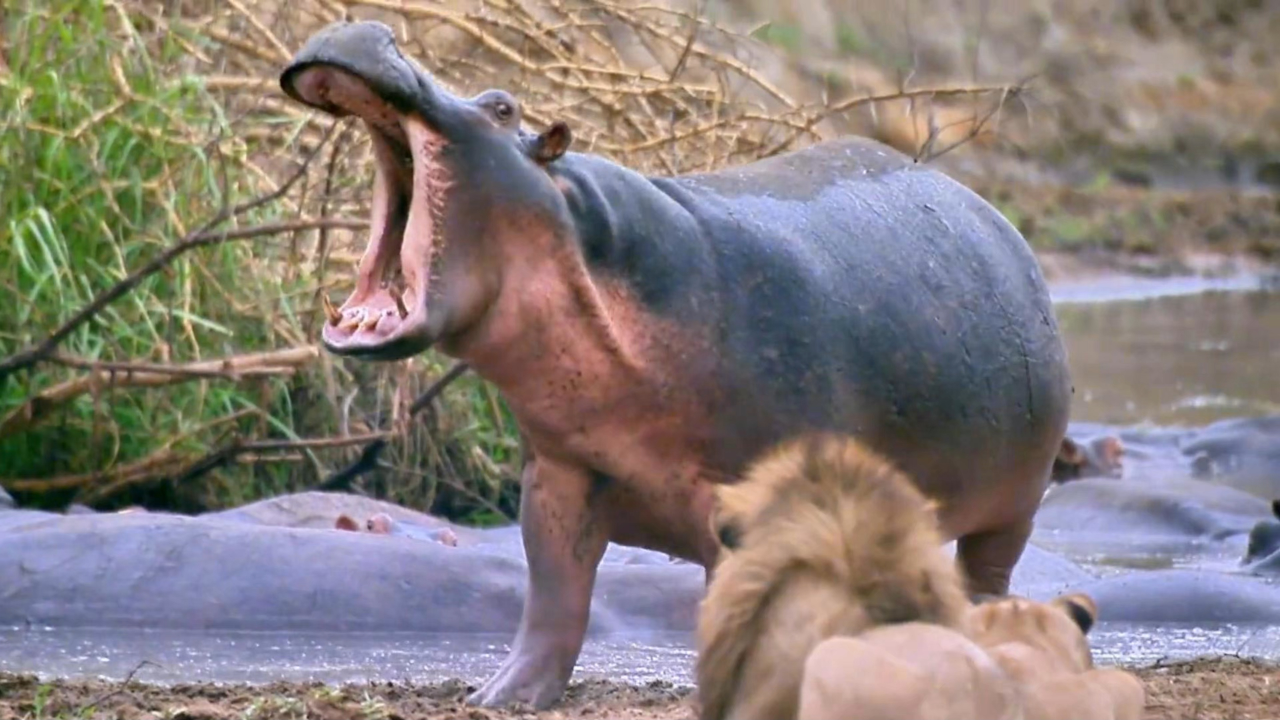 河马与鳄鱼到底谁更猛,本期视频给你答案