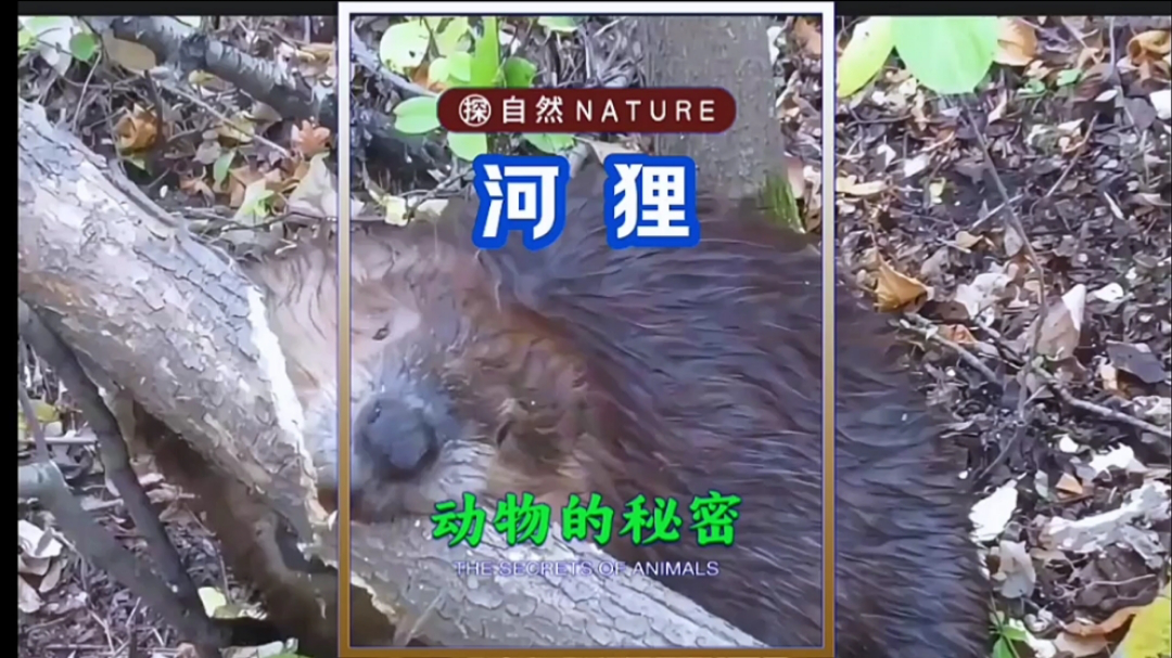 河狸砍树建水坝保护家园.