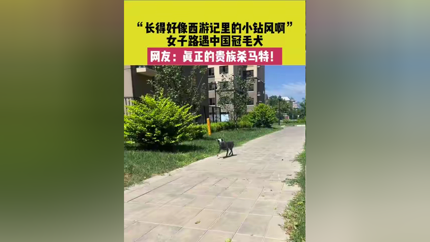北京,"长得好像西游记里的小钻风啊",女子路遇中国冠毛犬