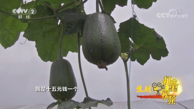 通过露天种植的苹果丝瓜,单颗的价格在十五元钱一个