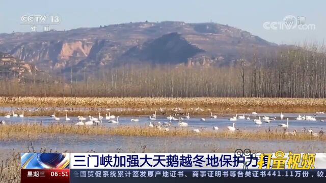 又到“天鹅季”,三门峡加强大天鹅越冬地保护力度