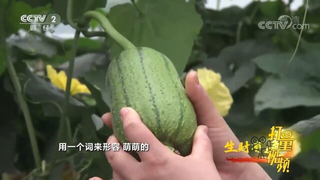 苹果丝瓜不但萌萌的竟然还可以生吃?