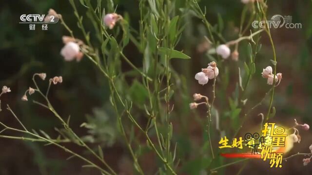 野生罗布麻有“仙草”之称,可以作为代用茶也可以入药