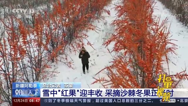 新疆阿勒泰:雪中“红果”迎丰收,采摘沙棘冬果正当时