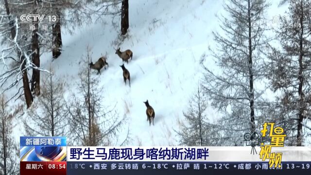 珍稀影像!野生马鹿现身喀纳斯湖畔