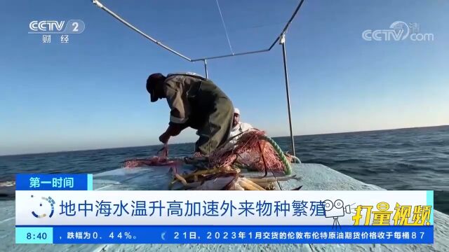 地中海水温升高加速外来物种繁殖,致当地鱼类数量锐减