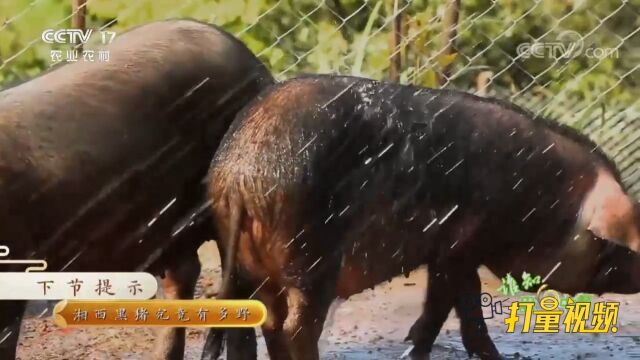 家猪与野猪进行交配,增加猪的野性并改变它的肉质