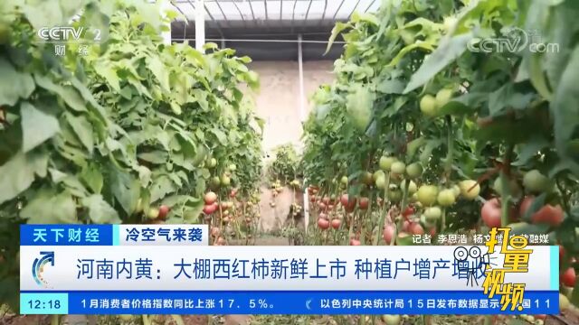 河南内黄:大棚西红柿新鲜上市,种植户增产增收