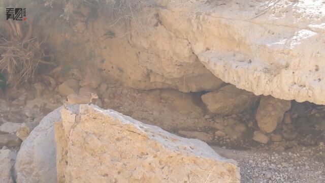 濒临灭绝黑山羊,从岩石上跳到山坡上,跳跃距离让人惊叹