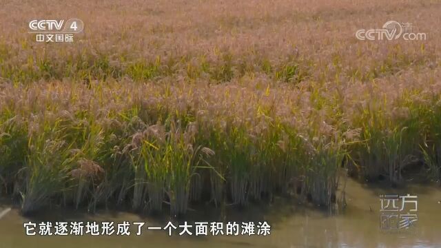 盘锦湿地面积达到2496平方千米,被誉为“湿地之都”