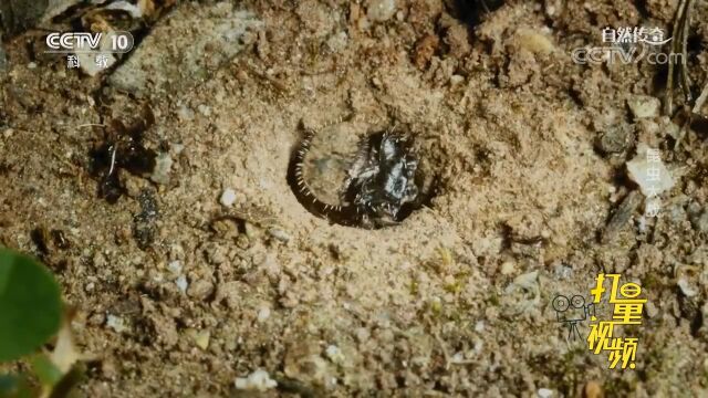 虎甲幼虫会挖掘洞穴,用头堵住洞口,等待猎物送到嘴边