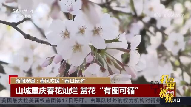 山城重庆春花灿烂,赏花“有图可循”