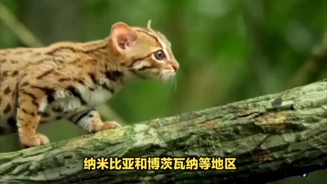 动物科普:世界上最小的猫科动物——黑足猫