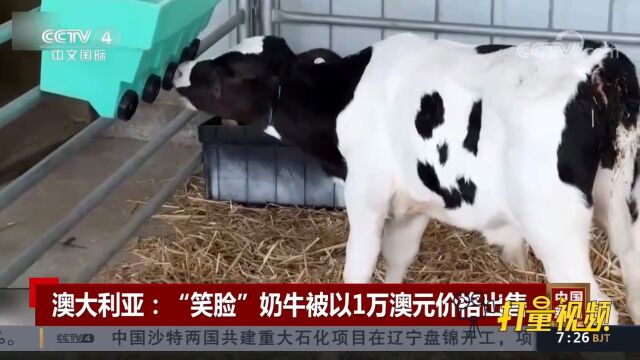 澳大利亚一头身上有“笑脸”花纹的奶牛被以1万澳元价格出售