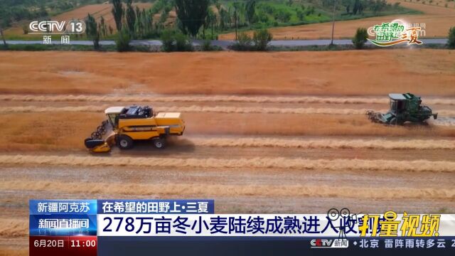 新疆阿克苏:278万亩冬小麦陆续成熟,农民加快推进收割工作