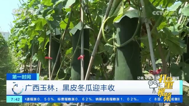 广西玉林:400多亩黑皮冬瓜迎丰收,田间地头一片忙碌景象