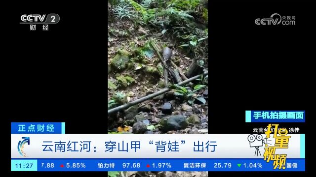 云南红河:穿山甲“背娃”出行,娃的安全感到位了