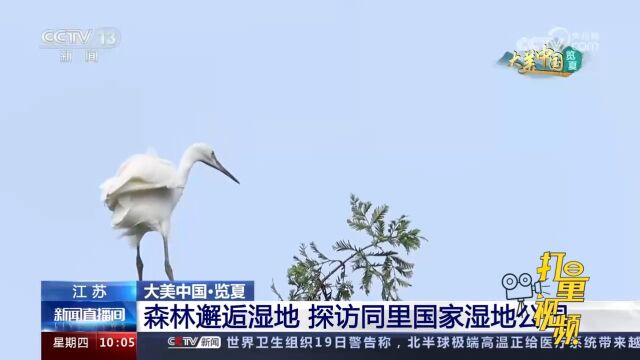 江苏:森林邂逅湿地!同里国家湿地公园满眼翠绿,鸟鸣声不绝于耳