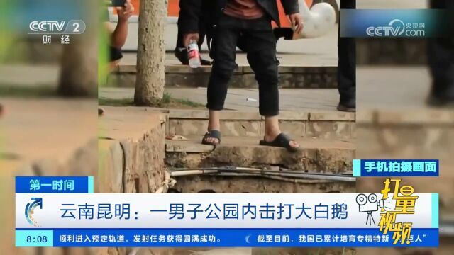 云南昆明:男子公园内击打大白鹅,安保人员及时赶到,制止其行为