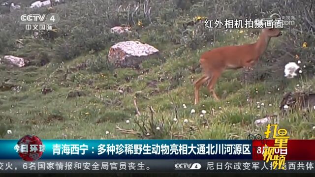 青海西宁:多种珍稀野生动物亮相大通北川河源区