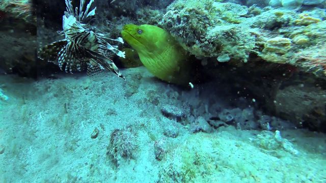 北海浴场不明生物或为裸胸鳝,它有多凶猛?它这样捕食剧毒狮子鱼