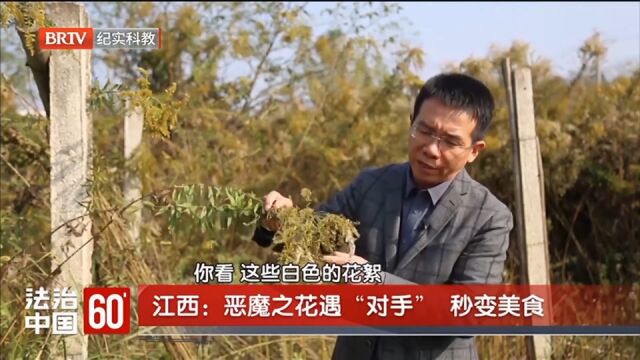 恶魔之花遇“对手”,秒变羊咩咩美食,现场画面