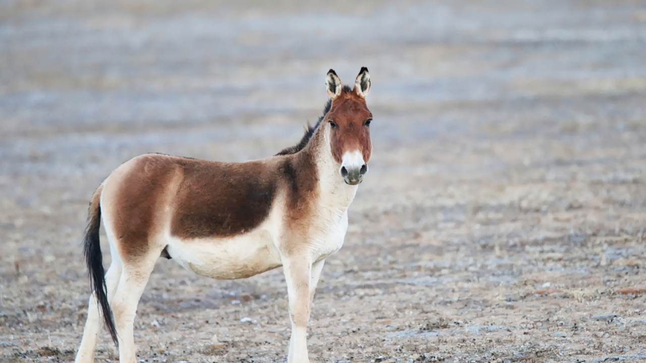 蒙古野驴对内蒙古牧民俯首称臣,守卫家园还拖家带口蹭饭| 纪录片