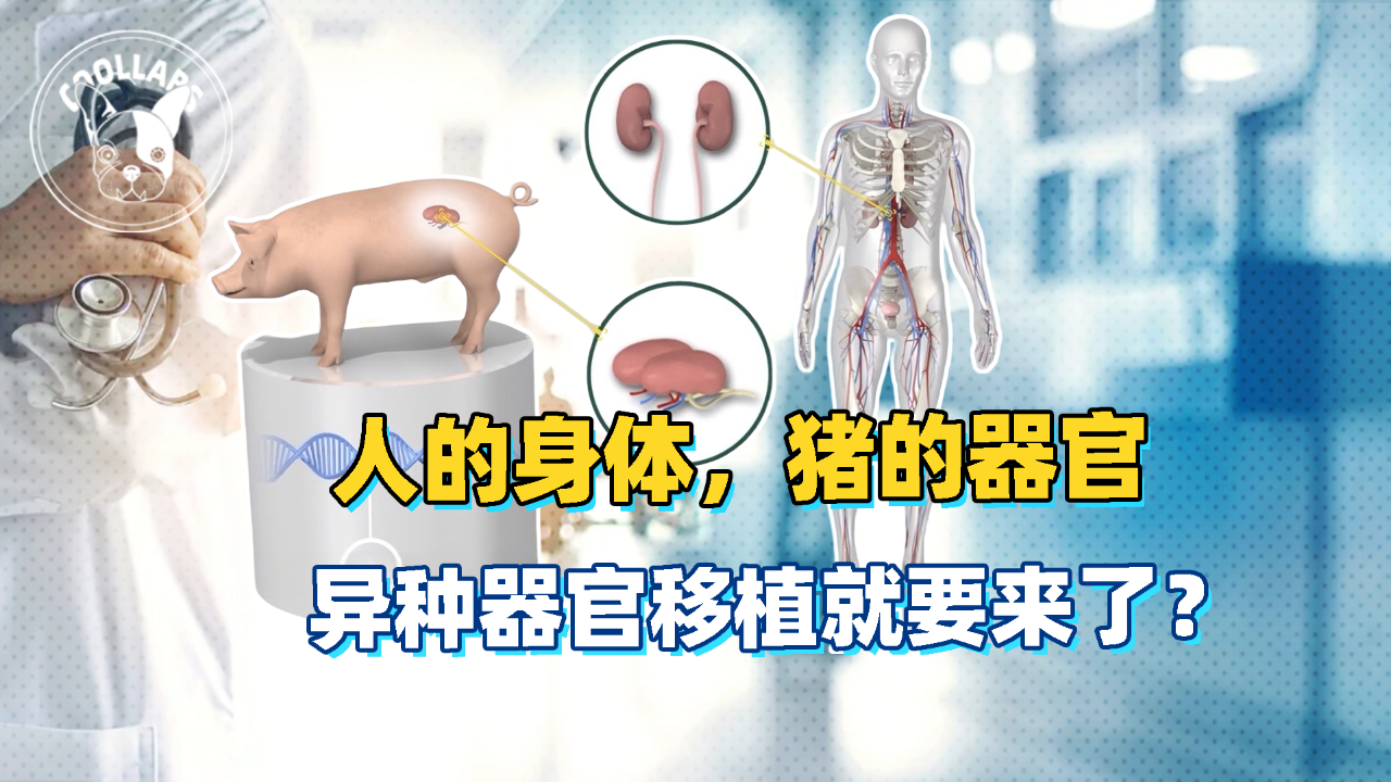 从猩猩睾丸,到猪的心肝,人类在器官移植路上走了多远?