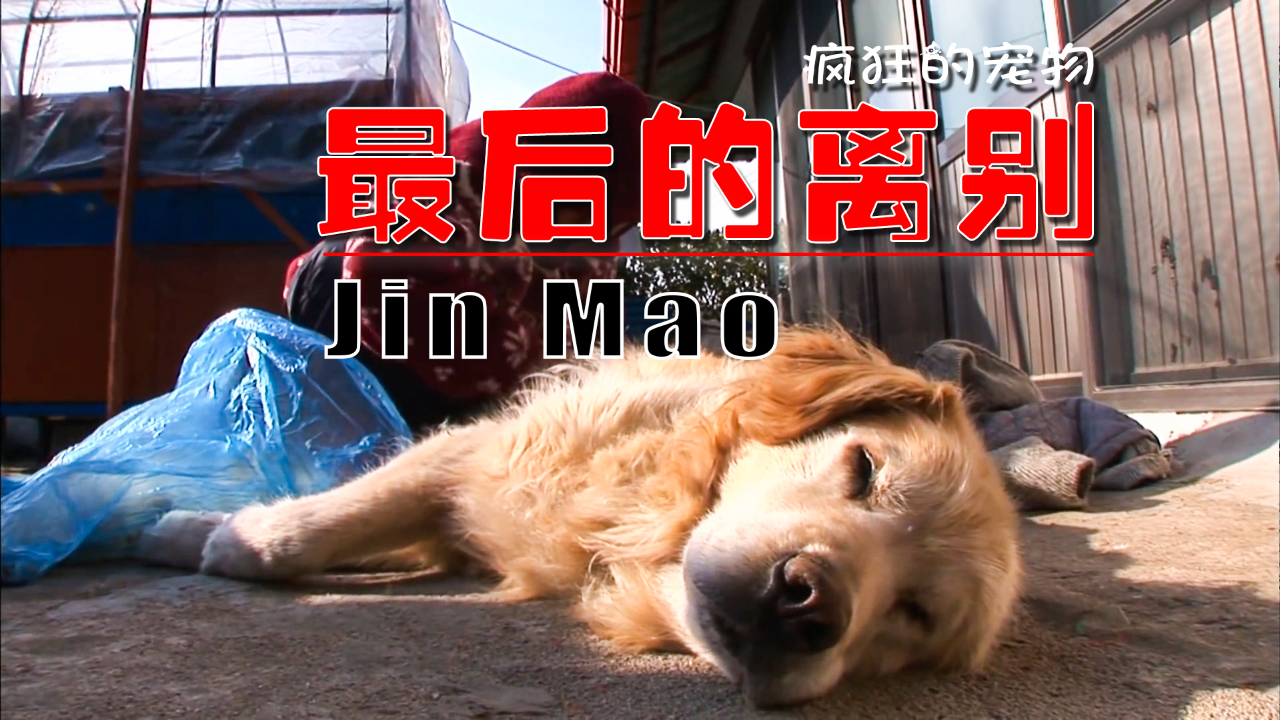 壁纸 动物 狗 狗狗 1280_720