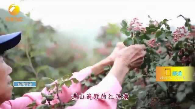 70年70秒:韩城花椒的“七十二变”