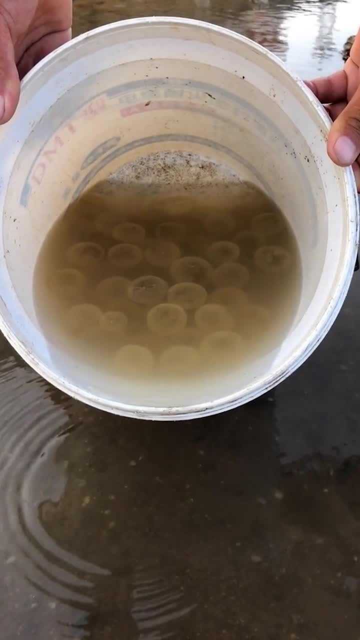 这么多泥螺卵给个双击呗