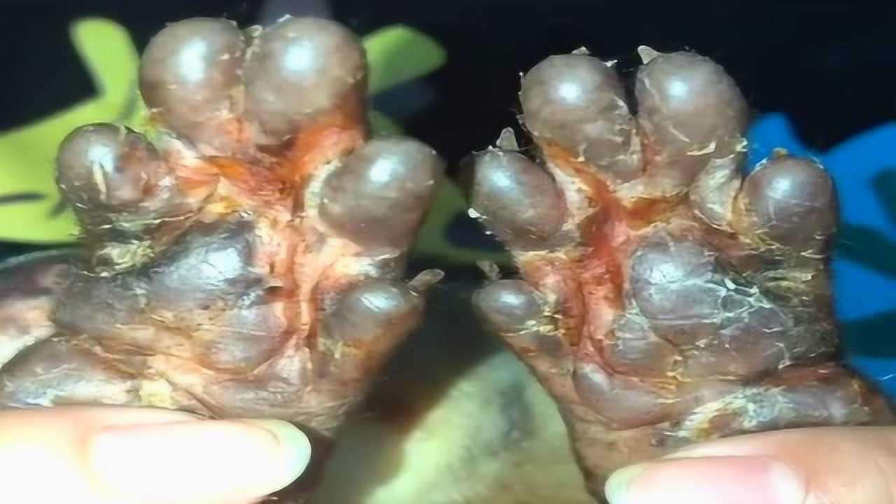 流浪狗身上沾满寄生虫,双脚已全部溃烂,我得赶紧带它去医院救治