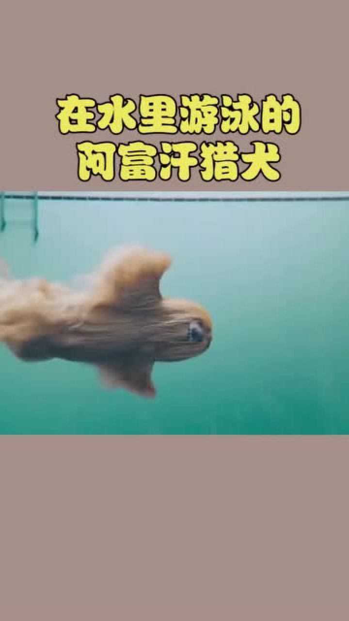 在水里游泳的阿富汗猎犬美的像个幽灵