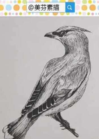 教你画一只超逼真的啄木鸟速写手绘画!