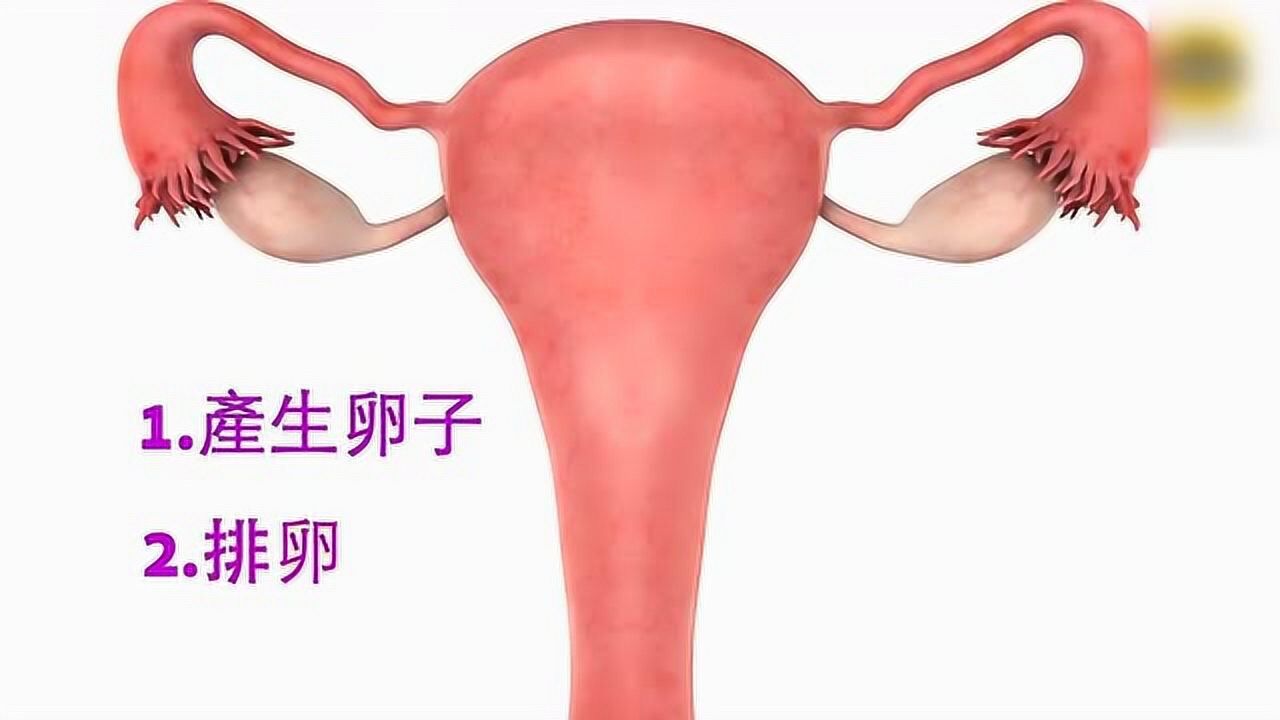 女人外生殖器有几种类型？_腾讯视频