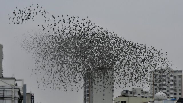 西安阎良上空大批灰椋鸟盘旋 犹如龙卷风 密集恐惧症慎点