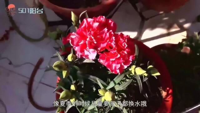 康乃馨这么养,一年花开不断!