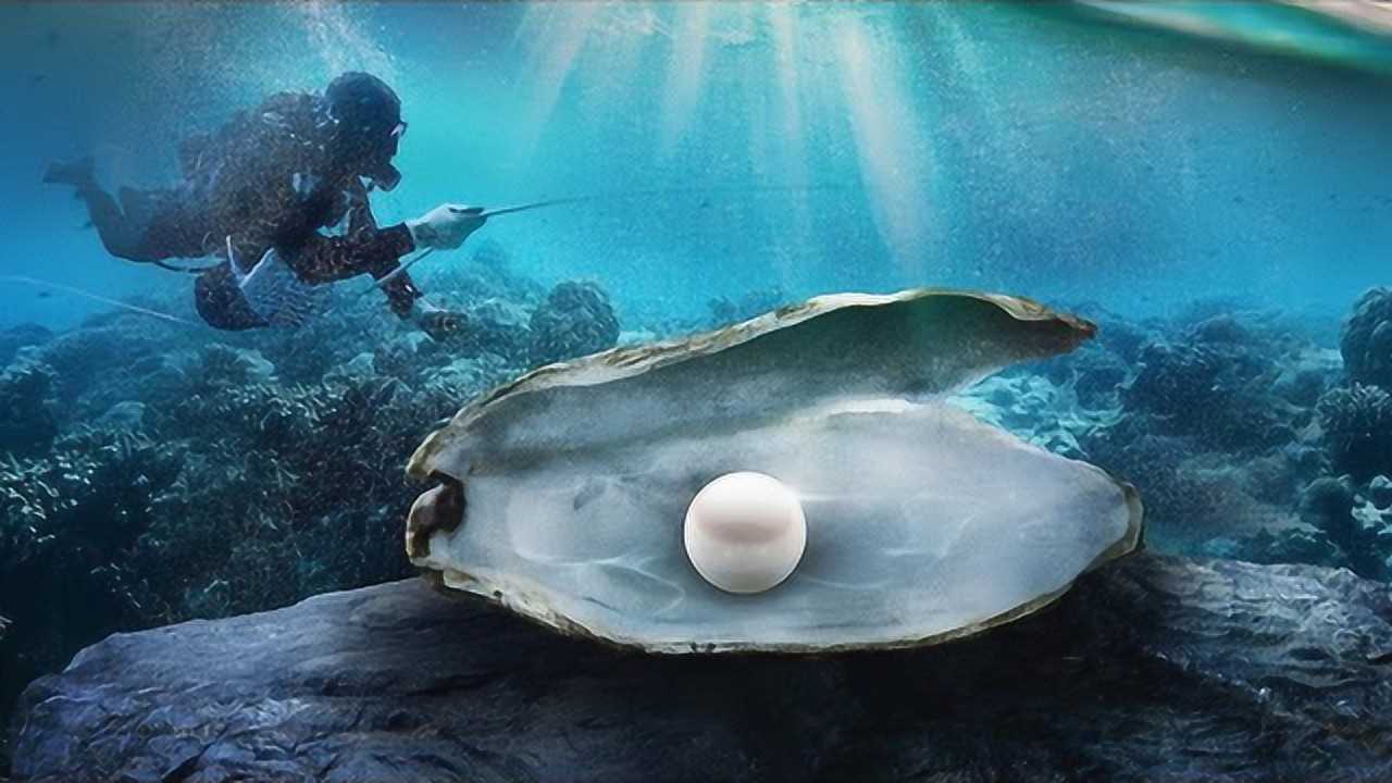 普通蚌壳能形成珍珠吗本以为异想天开真相却令人眼红