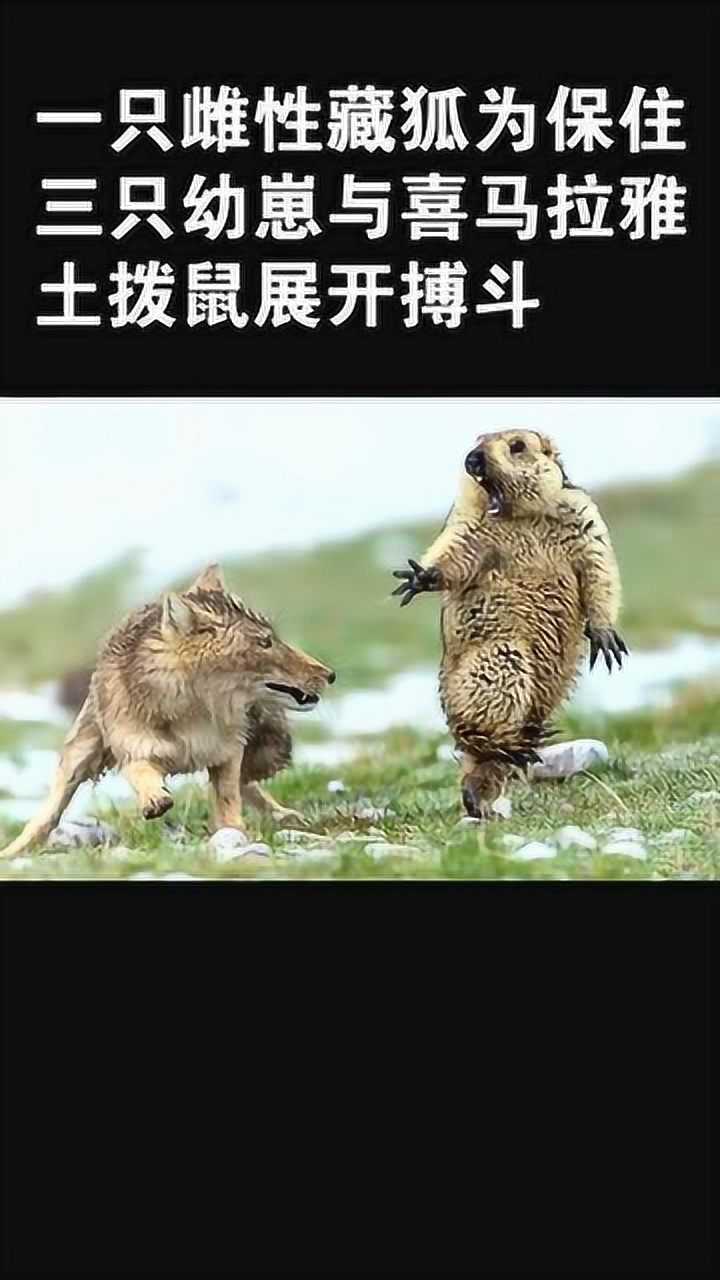 中国摄影师鲍永清,获得本年度伦敦自然历史博物馆"野