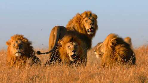 雄狮率领儿子们，打败狮子王夺走所有母狮，成为了新的草原之王！