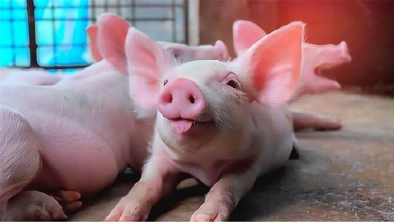 日本养了17头"半人半猪",体内长着人体器官,看完你会接受吗?