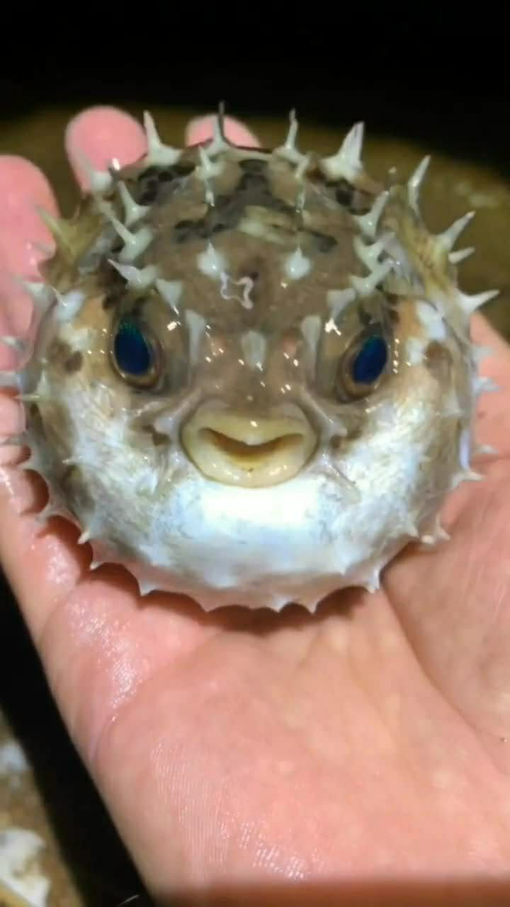 见过带刺的河豚吗