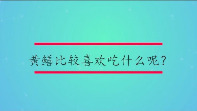 黄鳝比较喜欢吃什么呢?