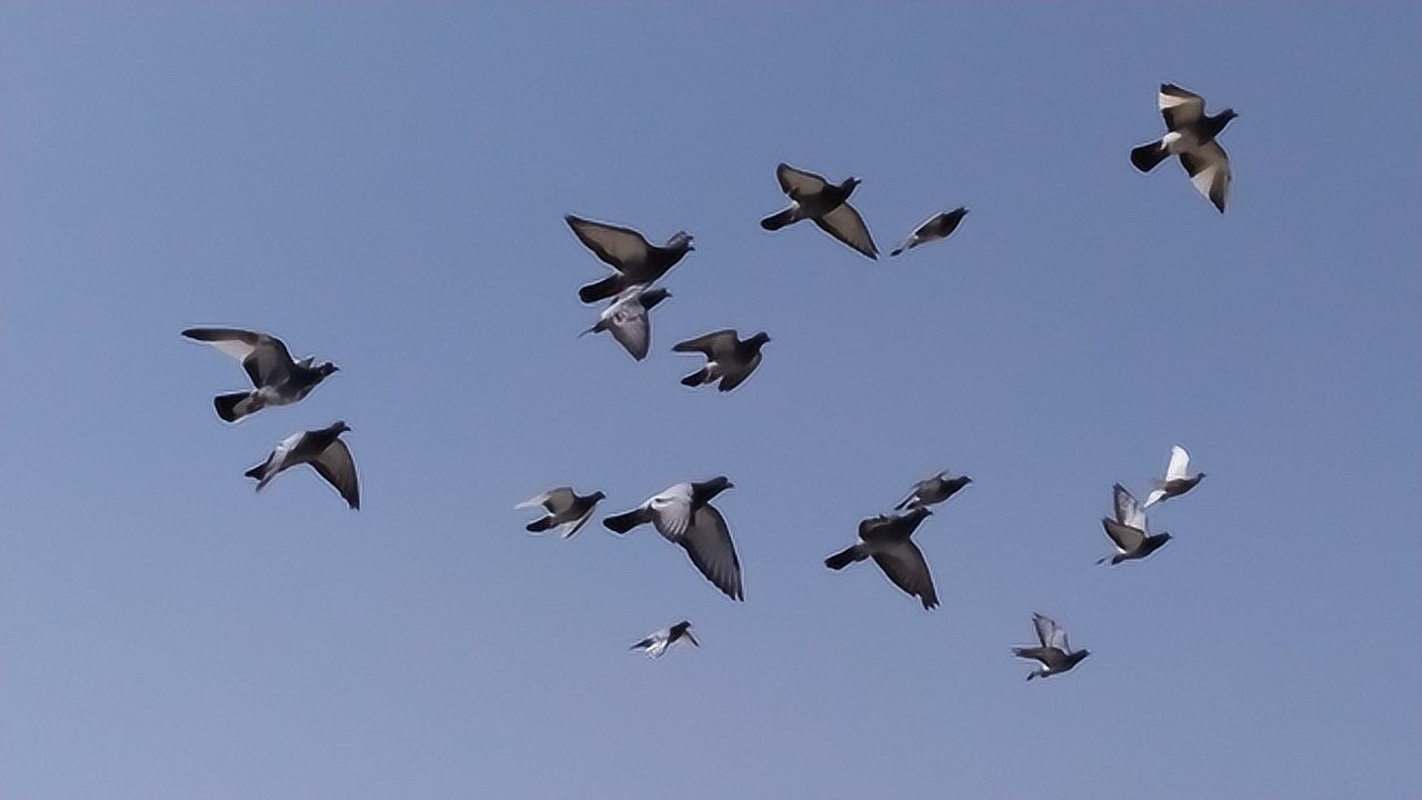 种鸽小鸽子怎么才能一起家飞不丢失?