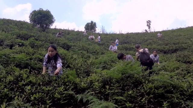 宜黄军峰山:采茶忙,制茶香