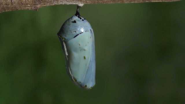 自然纪录片:蝴蝶的小知识,从毛毛虫变成蝴蝶原来这么多学问.