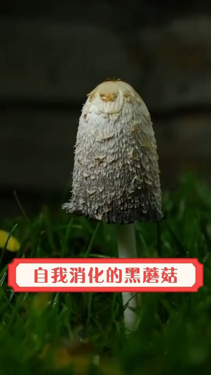 自我消化的黑蘑菇真的太神奇了不知道还能不能吃