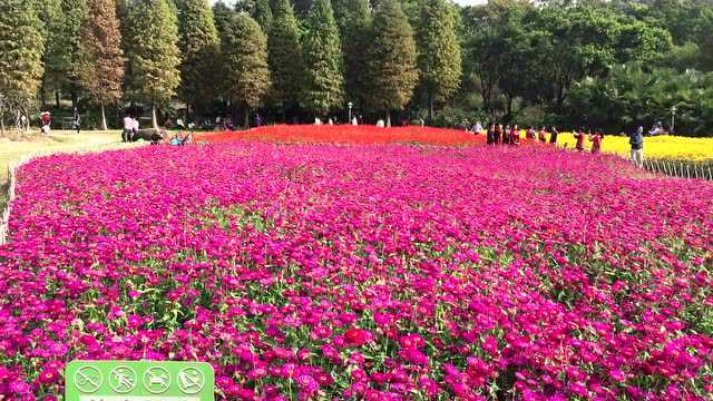 好漂亮的一片花海,仿佛春天已经到来