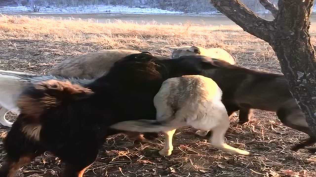 群狼集体怒怼藏獒,藏獒吵红了眼直接就是一顿撕咬_腾讯视频