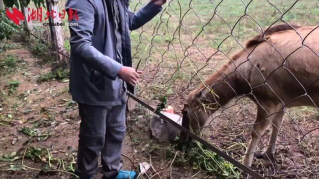 石首的麋鹿这样穿“棉袄” 吃还要加“过冬”餐